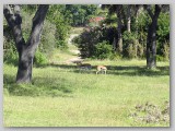 Our vehicle emerges from thick vegetation into a vast savannah grassland and saw thomson gazelles...