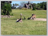 Baby Giraffes and Impala