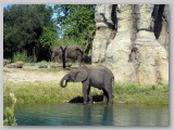 Elephant getting a drink