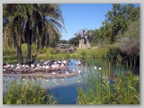 Pink Flamingoes inhabit a tiny island that legend says is in the form of a 
