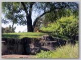 A high rock formation is where the King and Queen of the Savanaah reside...the Kopje Lions