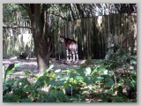 Okapi - They are dark chestnut brown with distinctive stripes on their legs