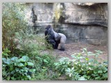 A big silverback gorilla
