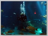 a scuba diver in the tank